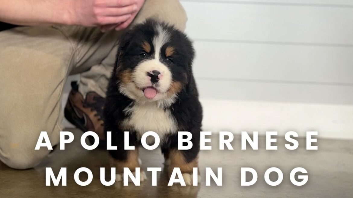 Apollo Our Available Bernese Mountain Dog Puppy Here at Mountain Dog Companion!