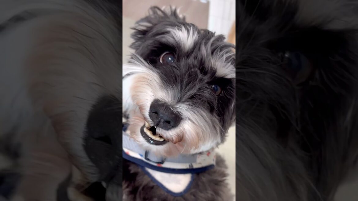 普段は大人しいのに食べ物を目の前にすると豹変するわんこ #シュナウザー #犬のいる生活 #可愛い #dog #癒し #シュナ #面白い #metal #ミニチュアシュナウザー #わんこ #わんわん