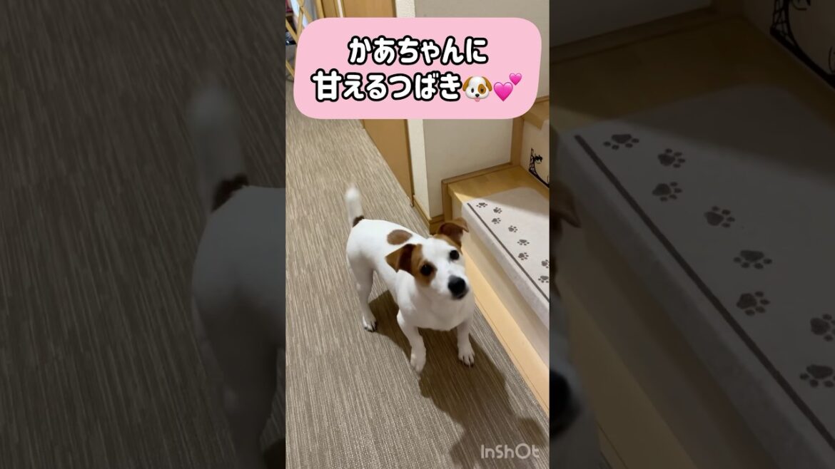 あざと可愛い子犬🐶💕ジャックラッセルテリアのひまわり＆つばき【ひまチャンネル】#shorts #jackrussellterrier #犬のいる生活