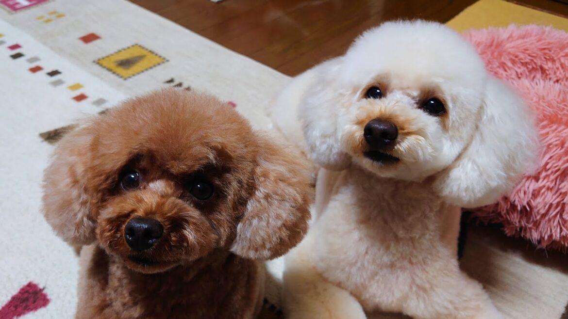 【おパンツカット】３か月毛を伸ばしたので、新たなスタイルに挑んだトイプードル達(*‘ω‘ *) (Toy poodle Story)