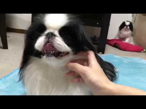 狆(チン)のアース一発芸狆スピンに挑戦Chin Spin!   日本狆Japanese Chin 狆(チン)のアース一発芸狆スピンに挑戦Chin Spin!   日本狆Japanese Chin