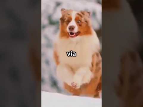 Top 10 Most Stunning Dog Breeds! 🐶#BeautifulDogs Top 10 Most Stunning Dog Breeds! 🐶#BeautifulDogs