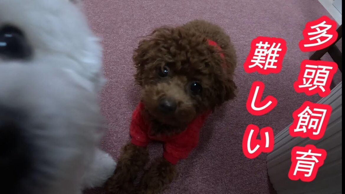 恐怖！ビションフリーゼの桃がぶち切れ、怒りの行動！？多頭飼育のメリット、デメリットを考察する・第二弾（もし、桃を無視してトイプードルのウメばかり可愛がったら、桃はどうなる？）