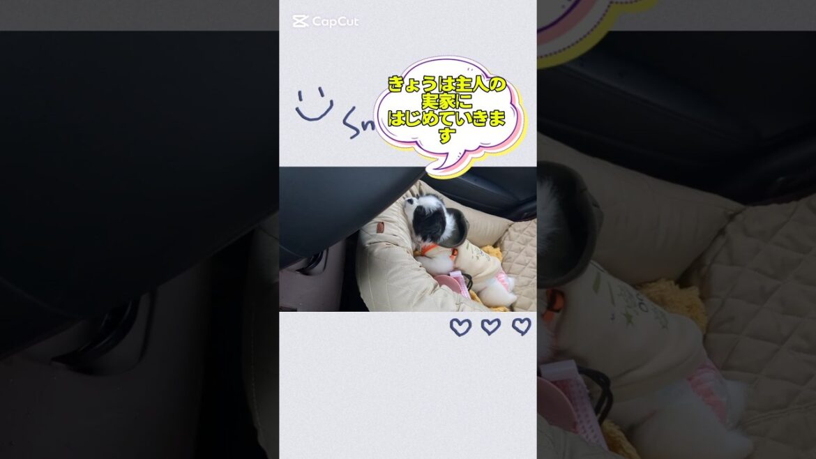 チワ狆が主人の実家にはじめて行ったお話①#ミックス犬 #狆チワ #犬のいる暮らし