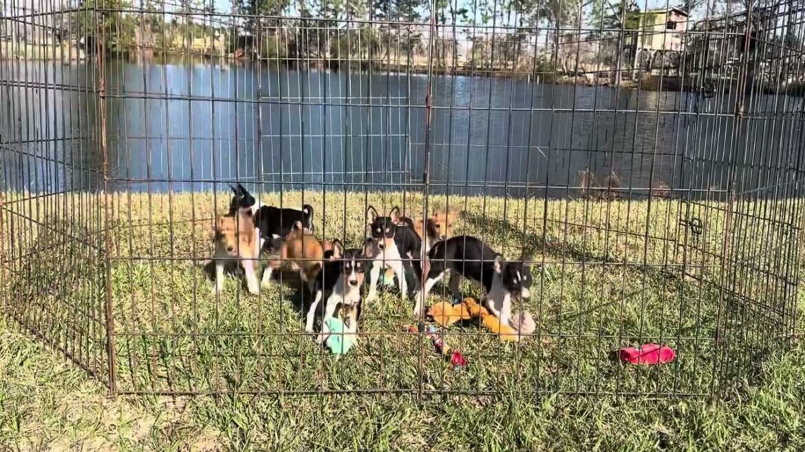 K Litter - DOB: 12/28/24