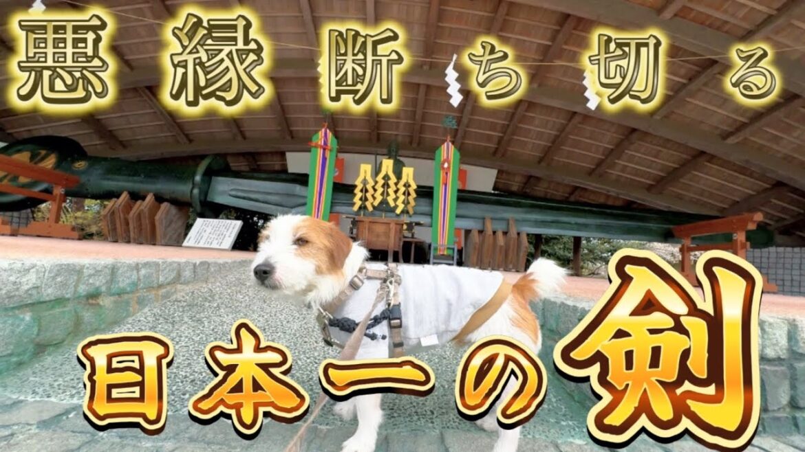 悪縁断ち切る日本一の剣がありました#ジャックラッセルテリア