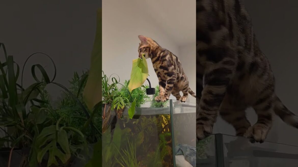 Cute bengal kitten falls in fish tank #CatFails#FunnyCats#CatVsAquarium #epicfails #fishtank