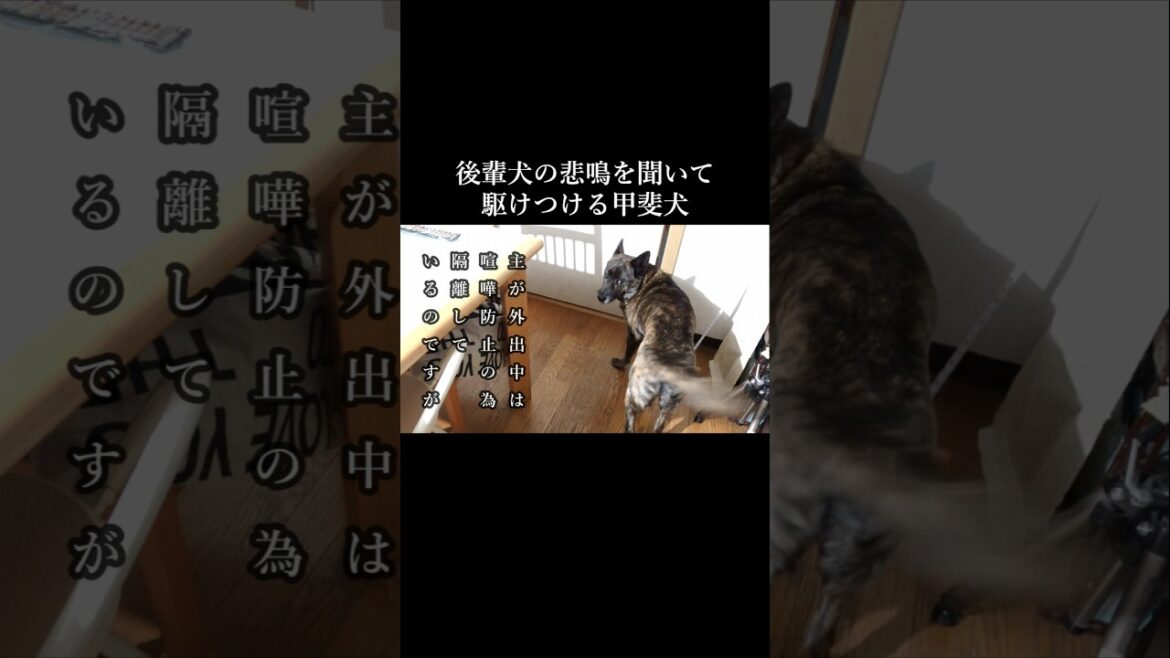 後輩柴犬の悲鳴を聞いてすぐに駆け付ける甲斐犬先輩 #甲斐犬 #柴犬 #youtubeshorts 後輩柴犬の悲鳴を聞いてすぐに駆け付ける甲斐犬先輩 #甲斐犬 #柴犬 #youtubeshorts