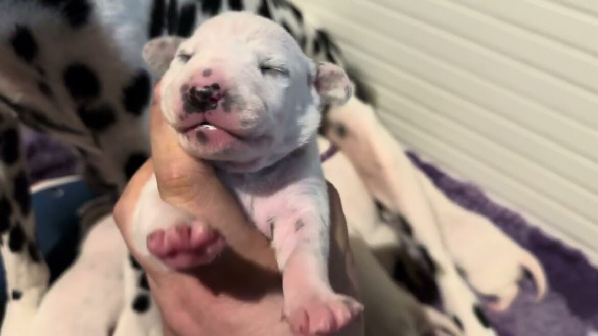 One week old Dalmatian puppies
