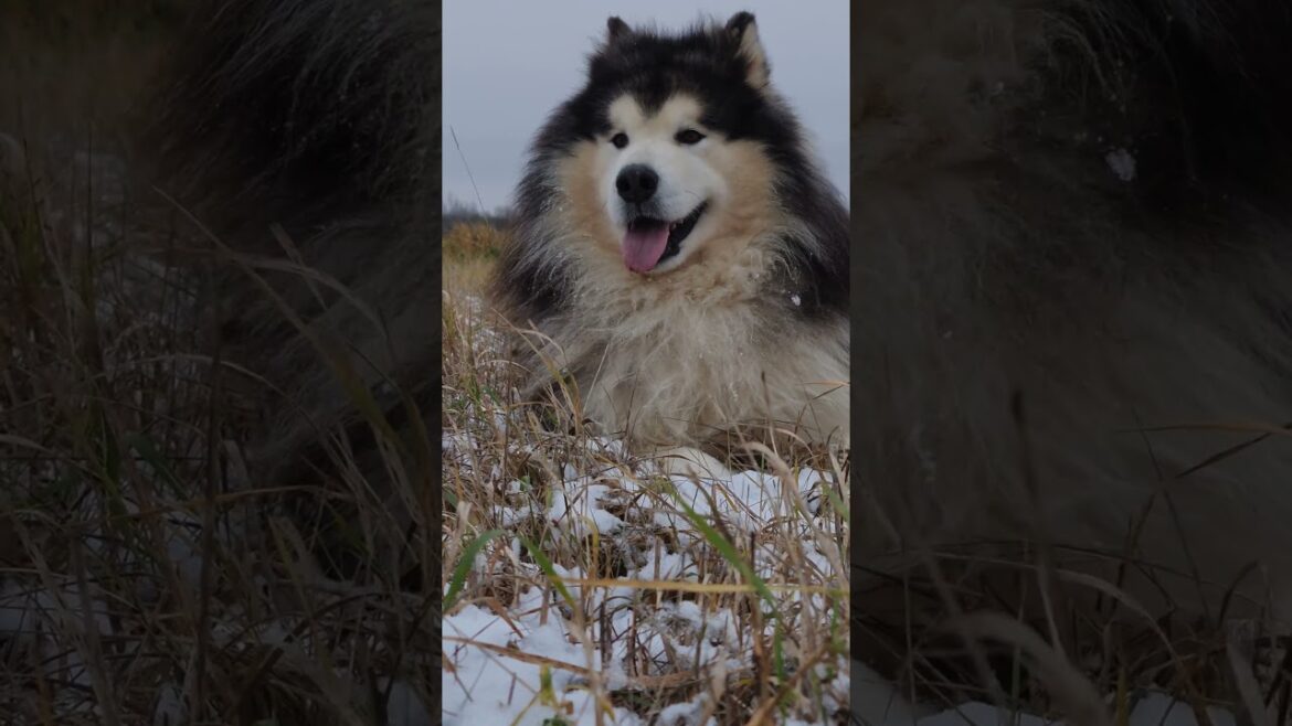 Alaskan Malamute: The Ultimate Arctic Working Dog