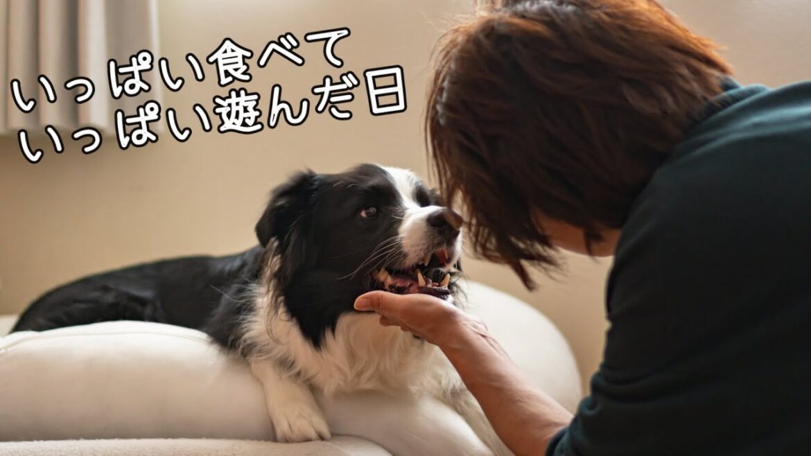 特別なうまうまにソワソワ…そしてババが来て大興奮!なボーダーコリー【バレンタインデー】 特別なうまうまにソワソワ…そしてババが来て大興奮!なボーダーコリー【バレンタインデー】