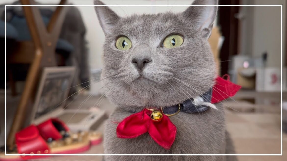 外に大きい鳥が止まった時のロシアンブルーのノアちゃんの反応です。