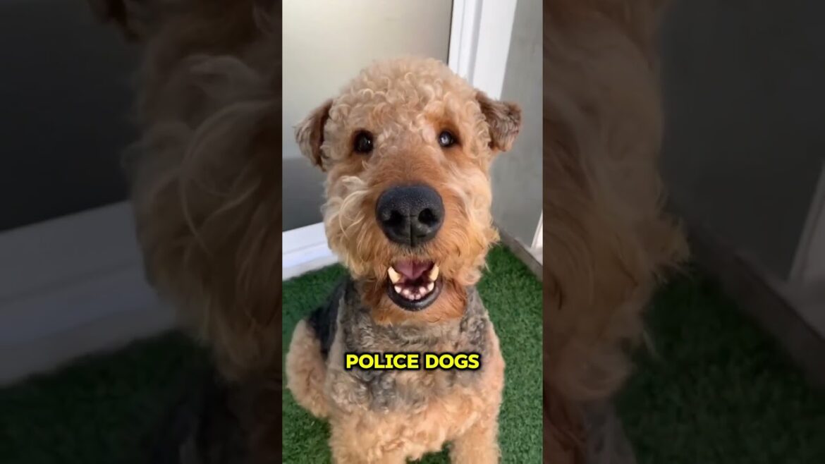 Airedale Terrier – The King of Terriers!
