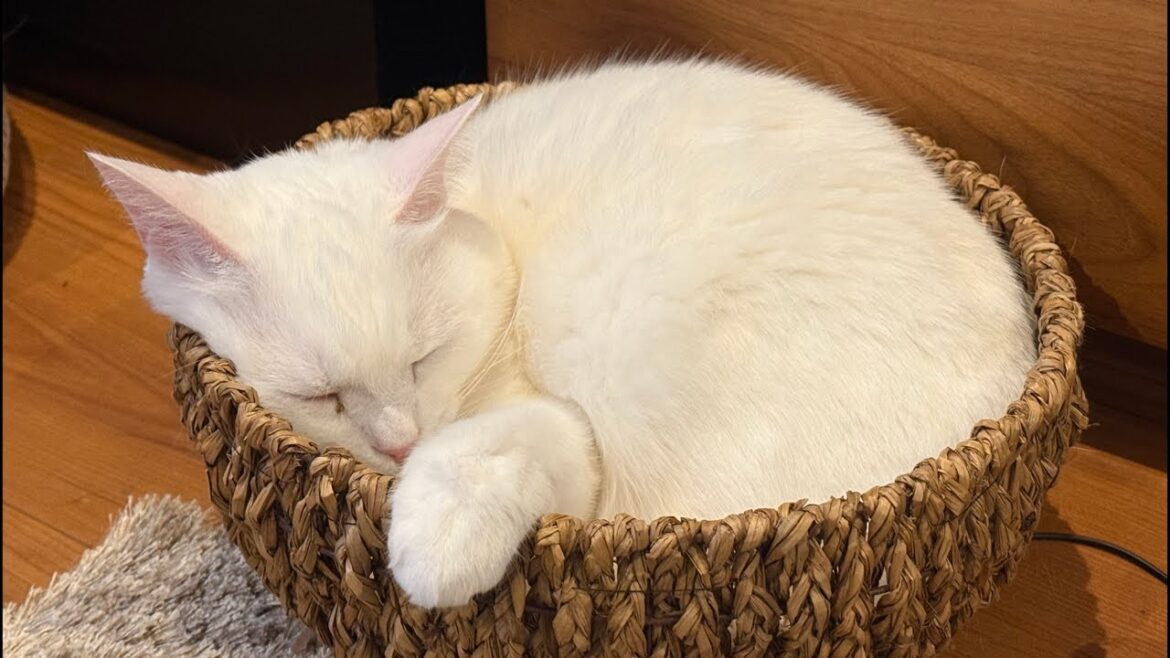 【生配信】みるくに大好物の「にゃんちゅーる」をあげます