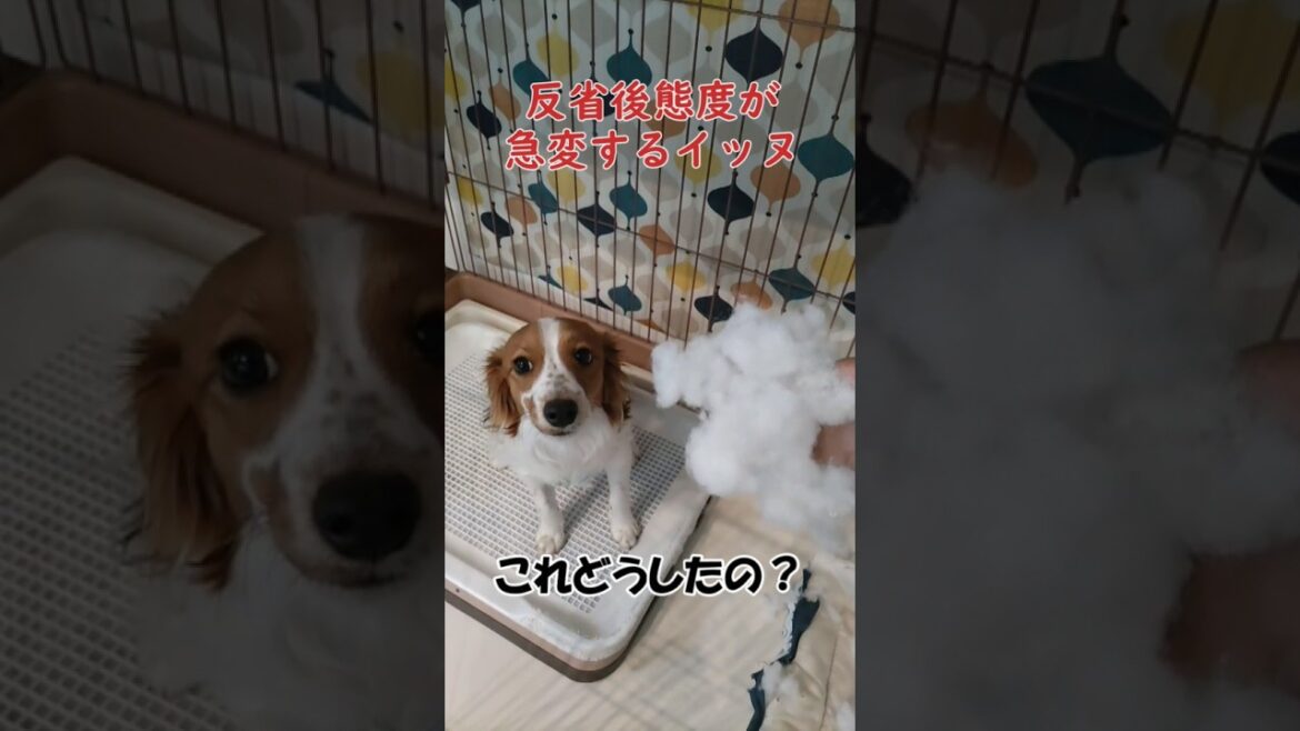 反省後態度が急変するイッヌ【コーイケルホンディエ】