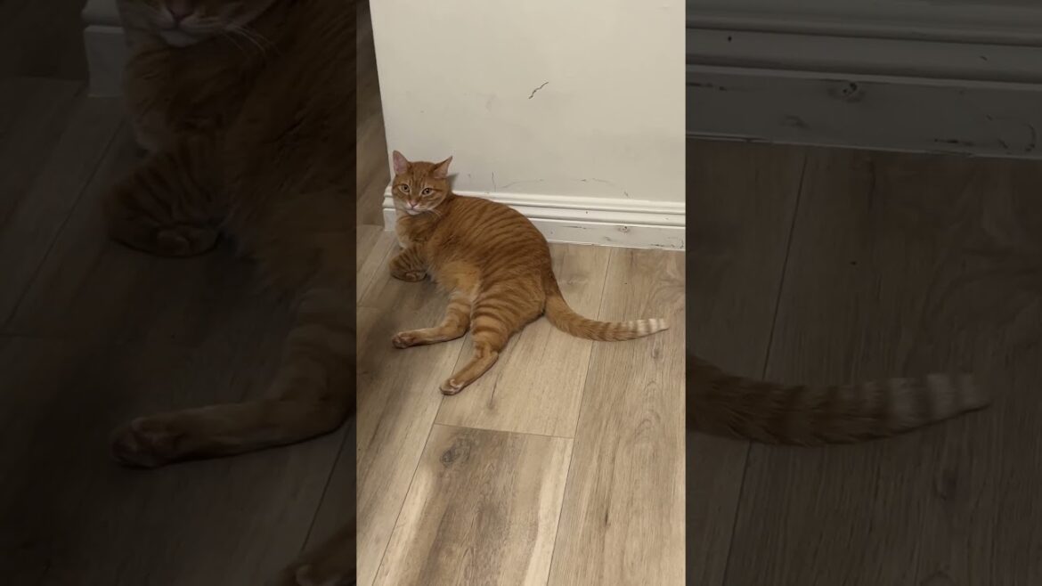 I’m like a NPC just waiting to be approached #cat #catlover #catlife #pets #petlover