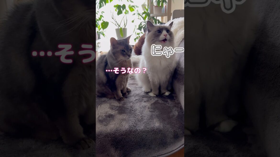 再び「ちゅーるでドン」をやってみた #shorts #アビシニアン #サイベリアン #cat