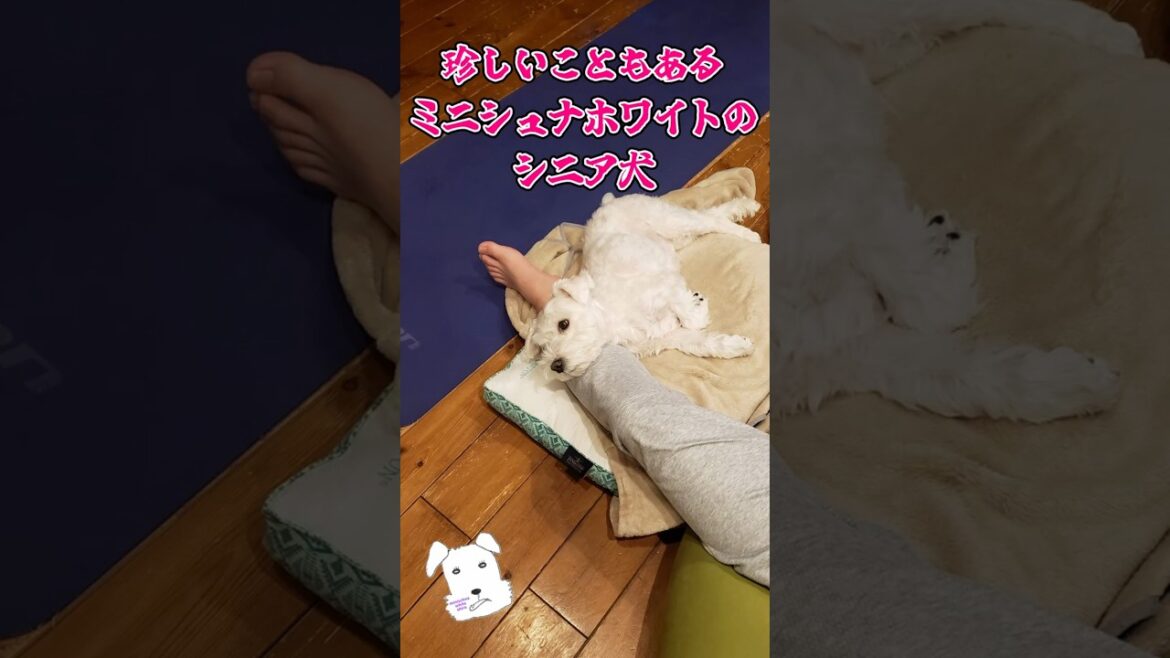 珍しいこともあるミニシュナホワイトのシニア犬 #shorts #ミニチュアシュナウザー #ミニシュナ #白シュナ #シニア犬 #miniatureschnauzer