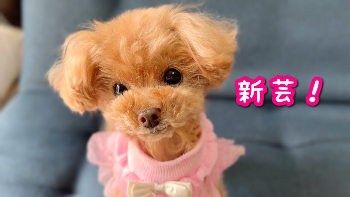 【爆笑】新芸とビビりすぎるベル押しw【トイプードルのコロン】 【爆笑】新芸とビビりすぎるベル押しw【トイプードルのコロン】