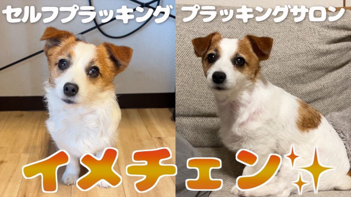 【イメチェン】プロにプラッキングをお願いしたら別犬になりました/ジャックラッセルテリア