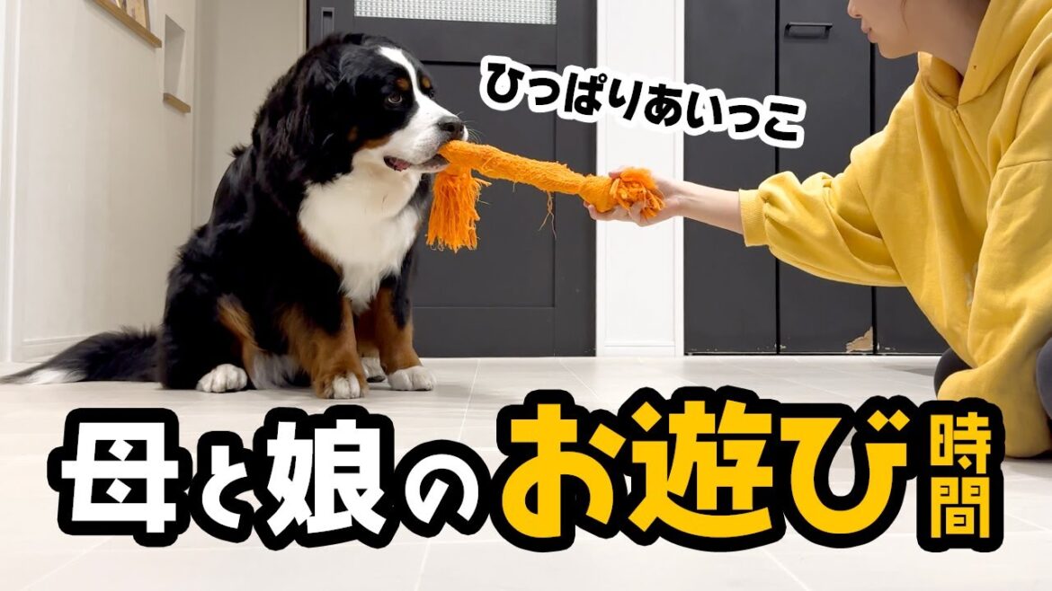 ひっぱりあいっこ🌼母と娘のお遊び時間【1歳8ヶ月バーニーズ】