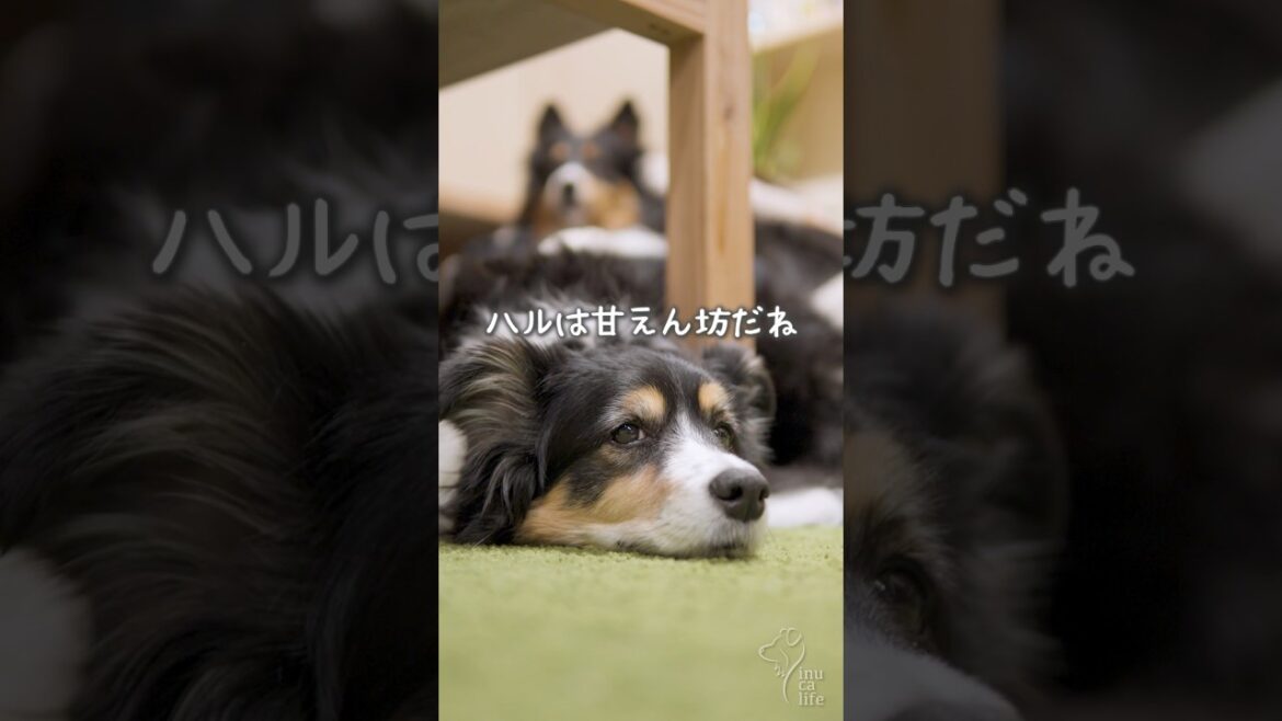 眠いと甘えん坊になるオゥシーが可愛い #ボーダーコリー #オーストラリアンシェパード #dog
