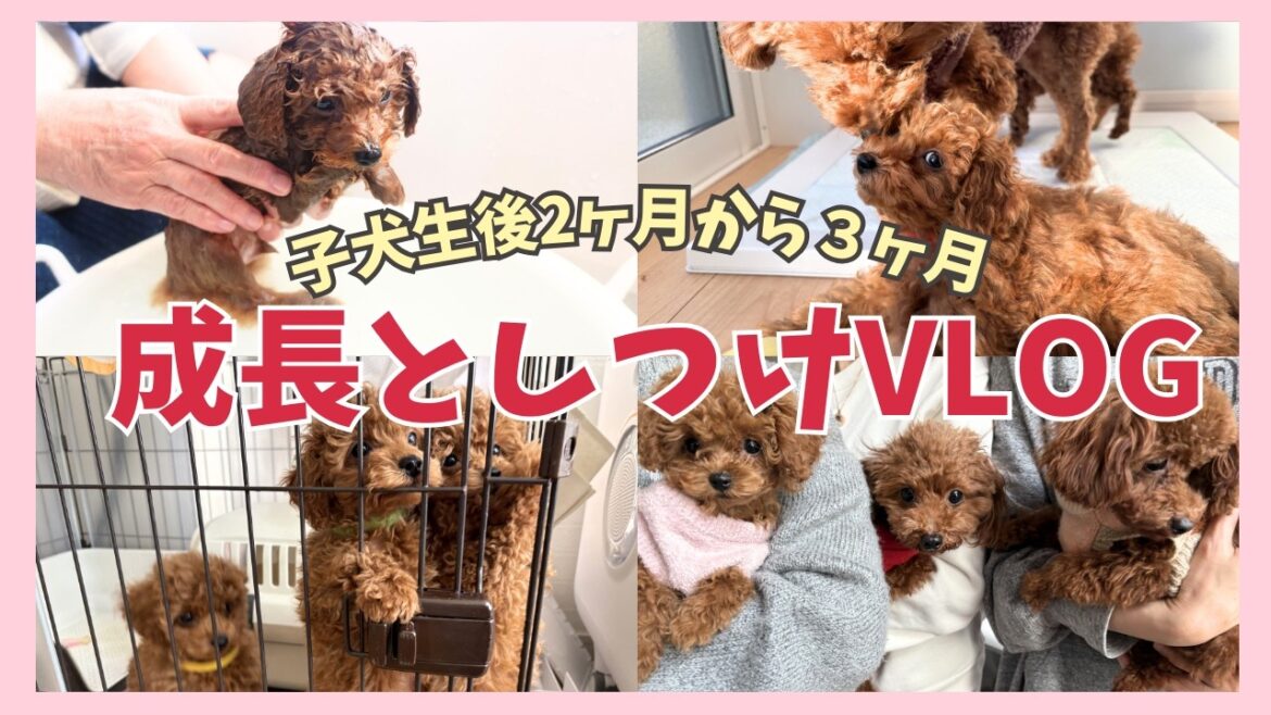 【成長記録】トイプードル赤ちゃんの初めてのお風呂🐶甘噛み＆トイトレのしつけも！巣立ちの感動VLOG✨