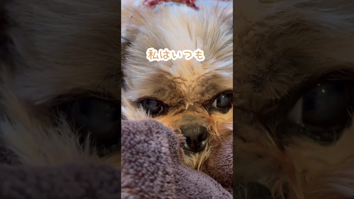 これが私のかわいさよ🐶#シーズー #いぬ #犬 #わんこ #イヌ