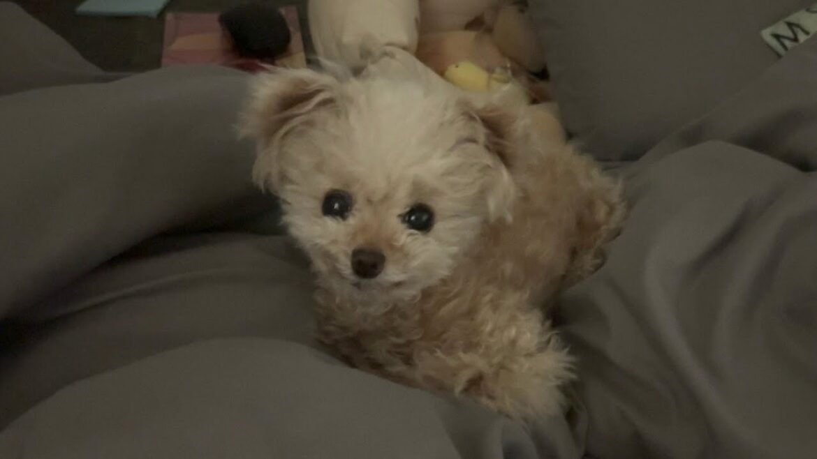 【LIVE】せっかくの土曜日一歩も外に出ず・・・【トイプードル】