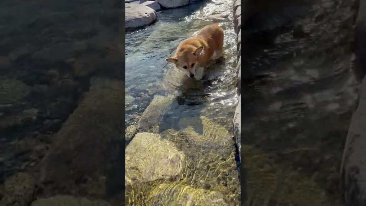 ピチャピチャと浅瀬を歩くコーギー / The Corgi is happily splashing through the shallows #コーギー #corgi #サクラ