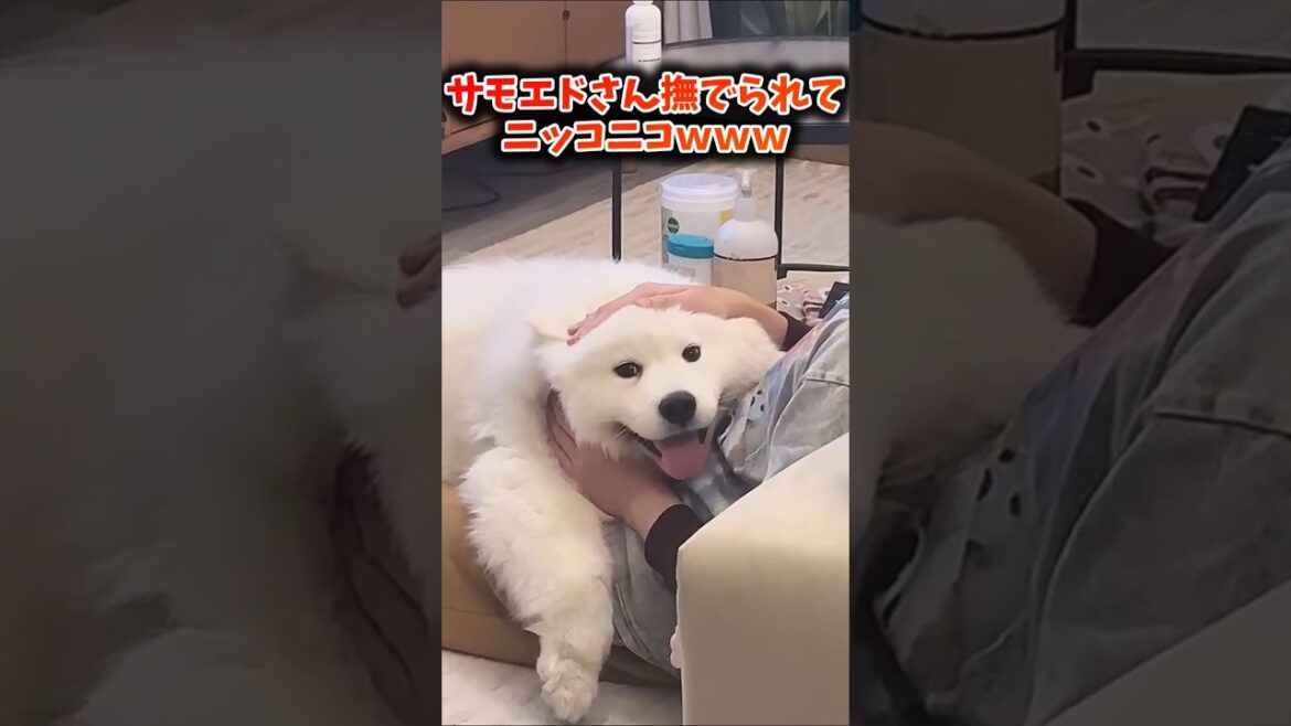 サモエドさん見て癒やされたら寝ろwww #動物 #いぬ #サモエド