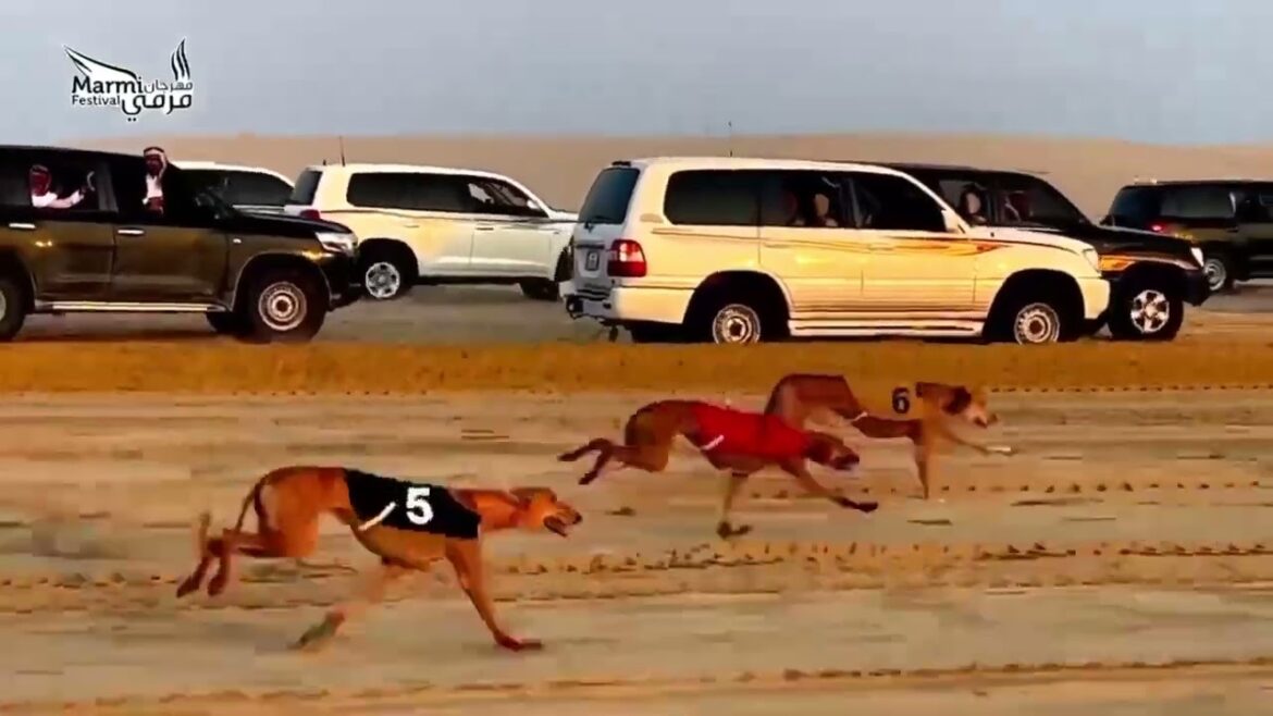 Arabian Saluki Race @2km
