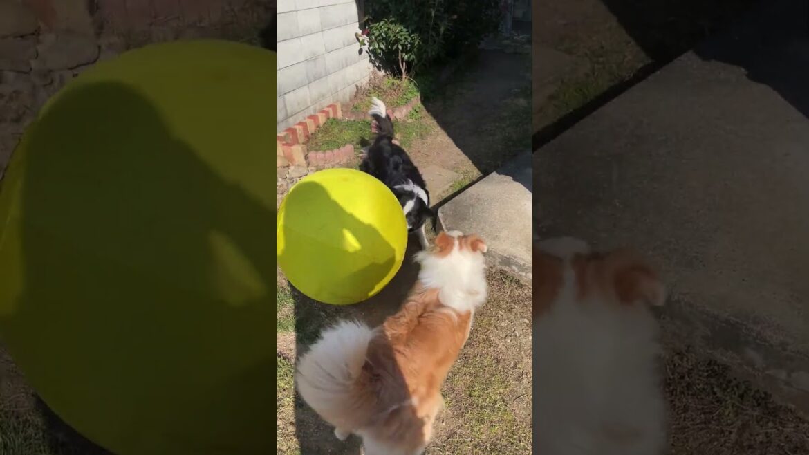 めっちゃ楽しいALLWANパワフルプレイボール!アクティブ大好きなワンちゃん必須のボールで、ストレス発散、運動不足解消しよう!#犬 #ボーダーコリー多頭飼い #アクティブ犬 #ストレス発散 #犬ボール めっちゃ楽しいALLWANパワフルプレイボール!アクティブ大好きなワンちゃん必須のボールで、ストレス発散、運動不足解消しよう!#犬 #ボーダーコリー多頭飼い #アクティブ犬 #ストレス発散 #犬ボール