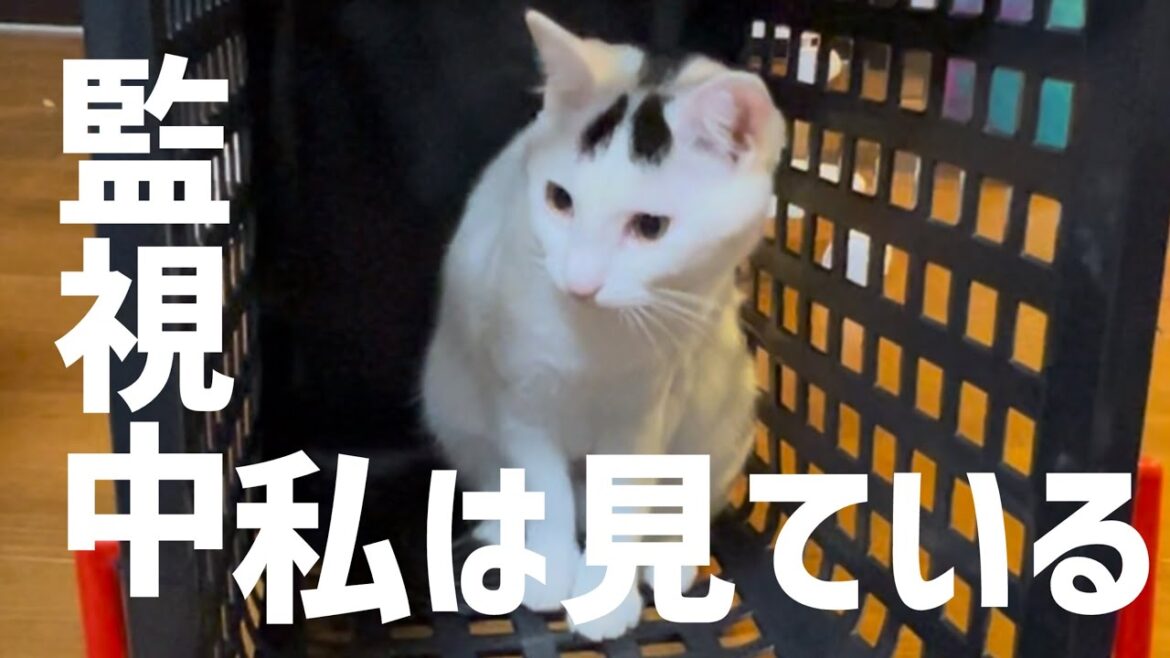 【緊急任務】猫のお仕事、陰で我が家を守ミルねーさん。#保護猫 #ねこ #猫のいる暮らし #ミルねーさん 【緊急任務】猫のお仕事、陰で我が家を守ミルねーさん。#保護猫 #ねこ #猫のいる暮らし #ミルねーさん