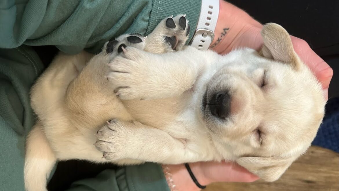 Chunky Lab Puppies Weigh In on their 4 Week Birthday  #cutepuppies #labrador #puppyvideos