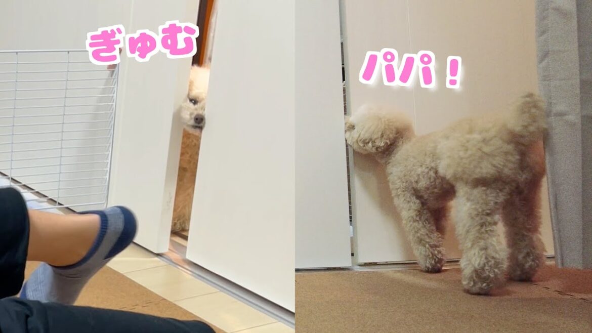 隣の部屋のパパに会いたい愛犬が自力で侵入するようになりました【トイプードル】 隣の部屋のパパに会いたい愛犬が自力で侵入するようになりました【トイプードル】