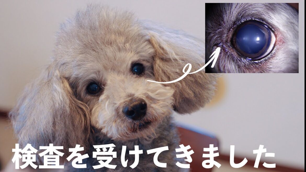 🐶「グリィの目が白内障になっているのでは？」というコメントについて