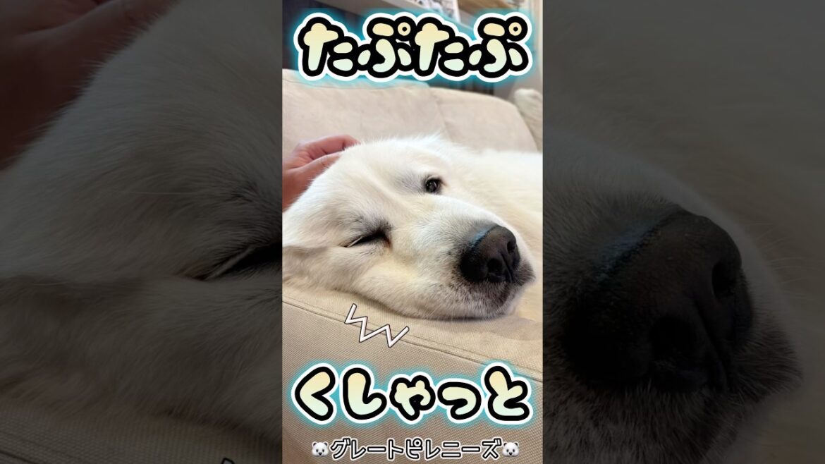 【グレートピレニーズ】超大型犬のたぷたぷが、たまらなく可愛い件🐻‍❄️💕　#shorts