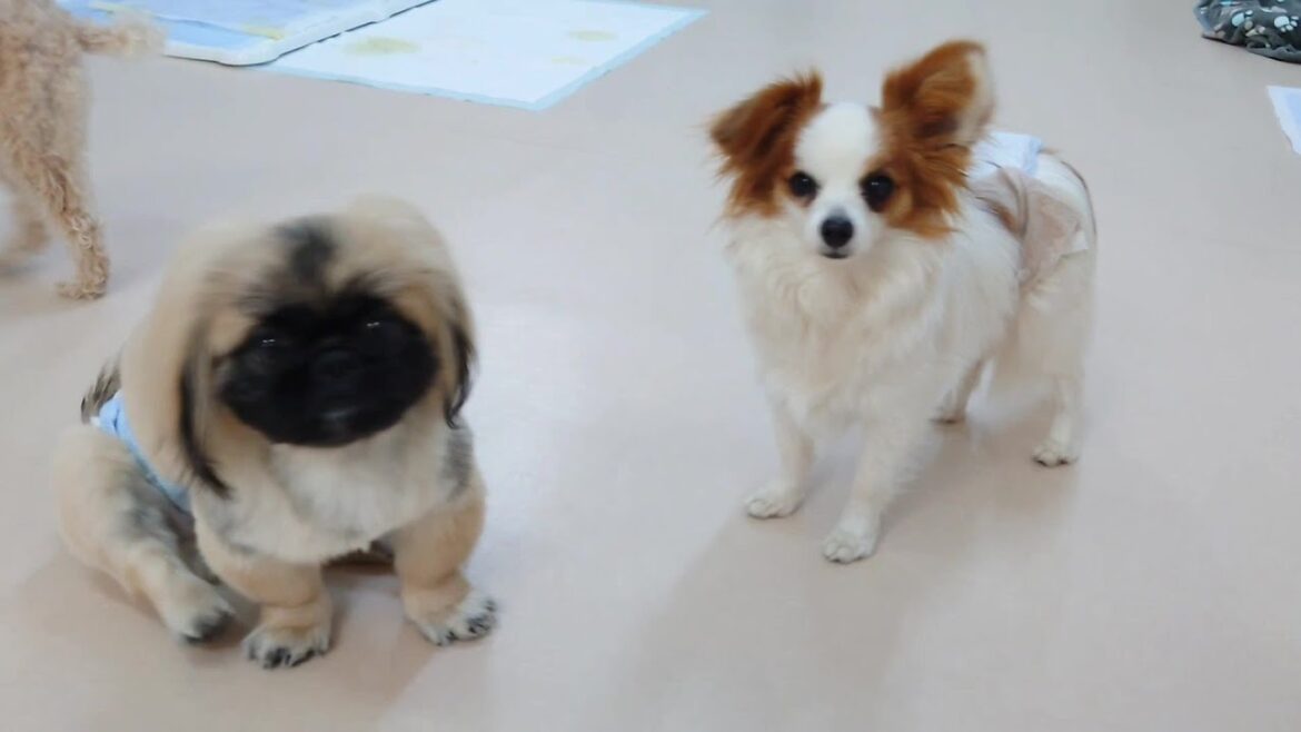山(さん)とにゃん　🐶ひみつきちなう！②🐶  2025年3月8日