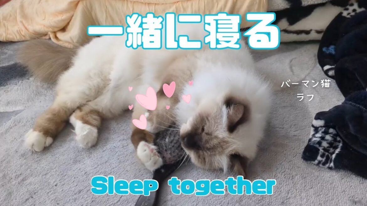 バーマン猫ラフ【一緒に寝る】Sleep together（バーマン猫）Birman/Cat