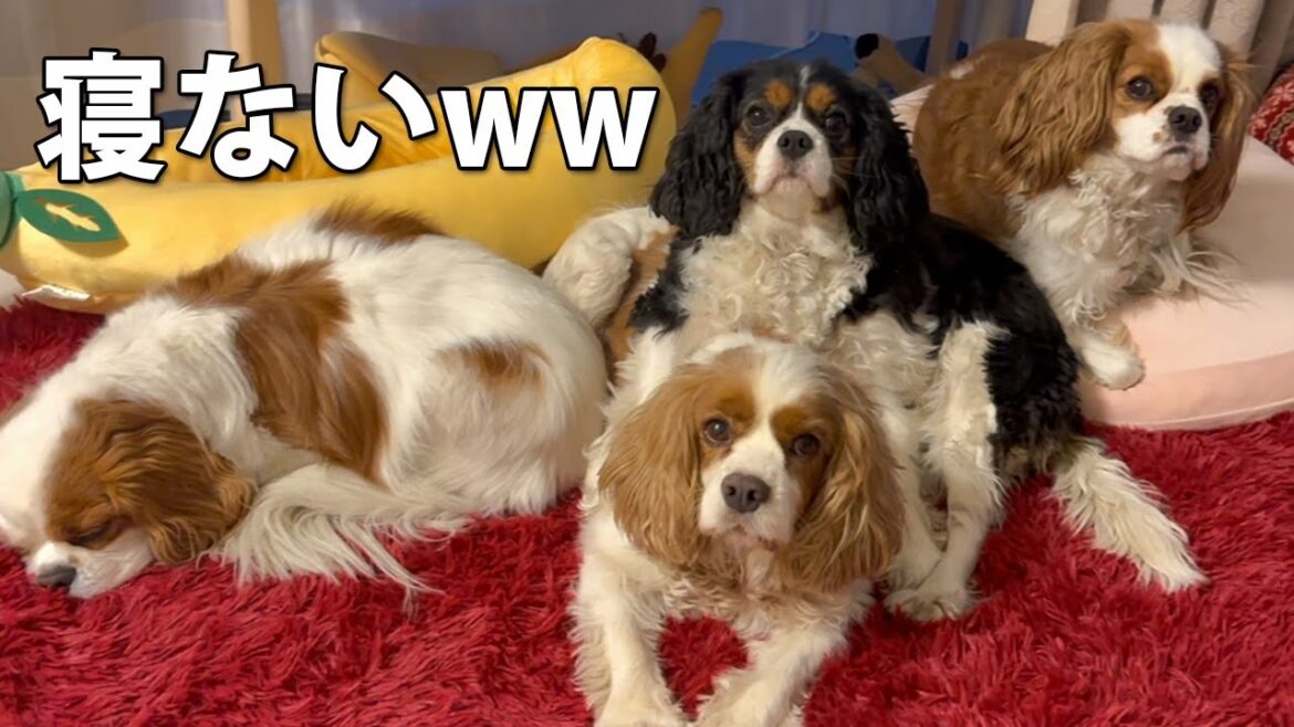 幸せ覚悟のキャバリア犬４匹暮らしに笑いが止まらない