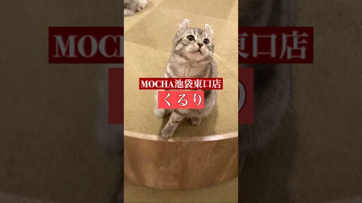 🐱くるり🐱　(アメリカンカール♀)　猫カフェMOCHA池袋東口店　2025/2/12 撮影分　#日替わり猫カフェにゃんこ　#cat #catcafe