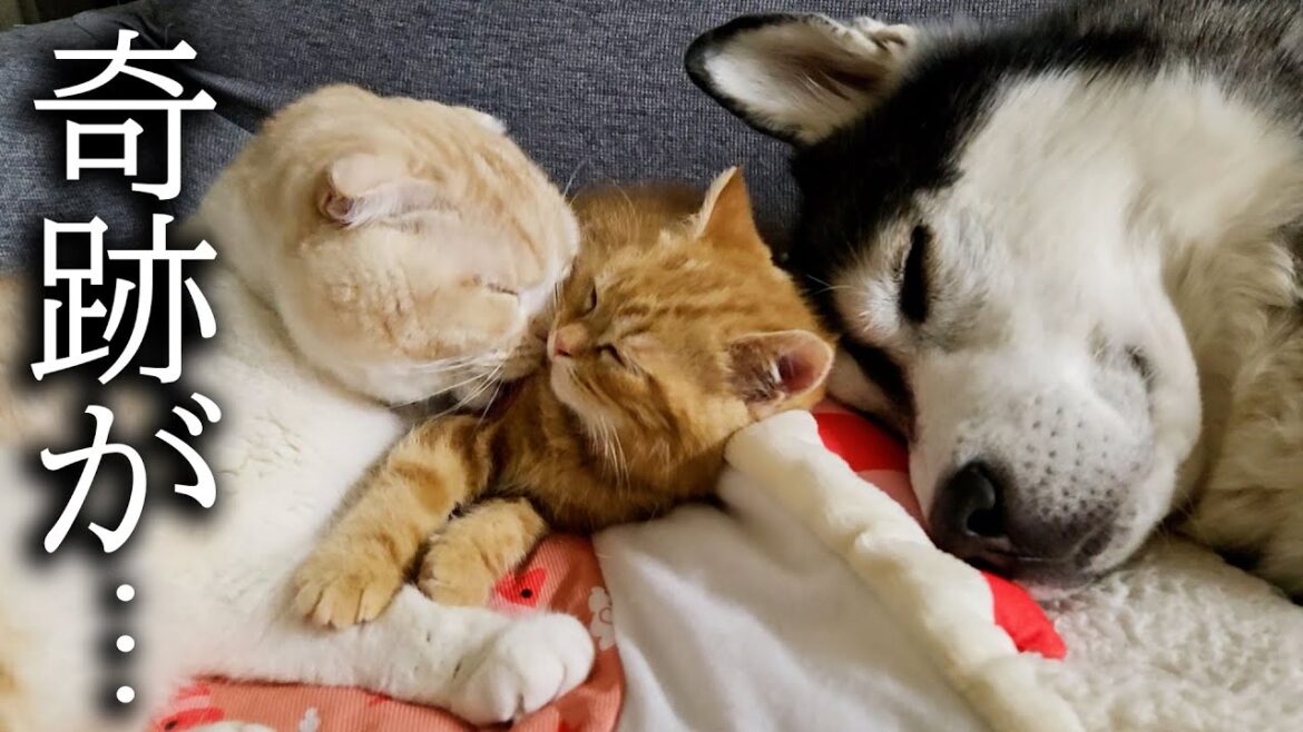 子猫とハスキー犬についにこの時がやってきました...