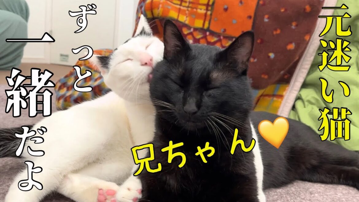 【感涙】捨てられた迷い猫を優しく受け入れる先住猫たち