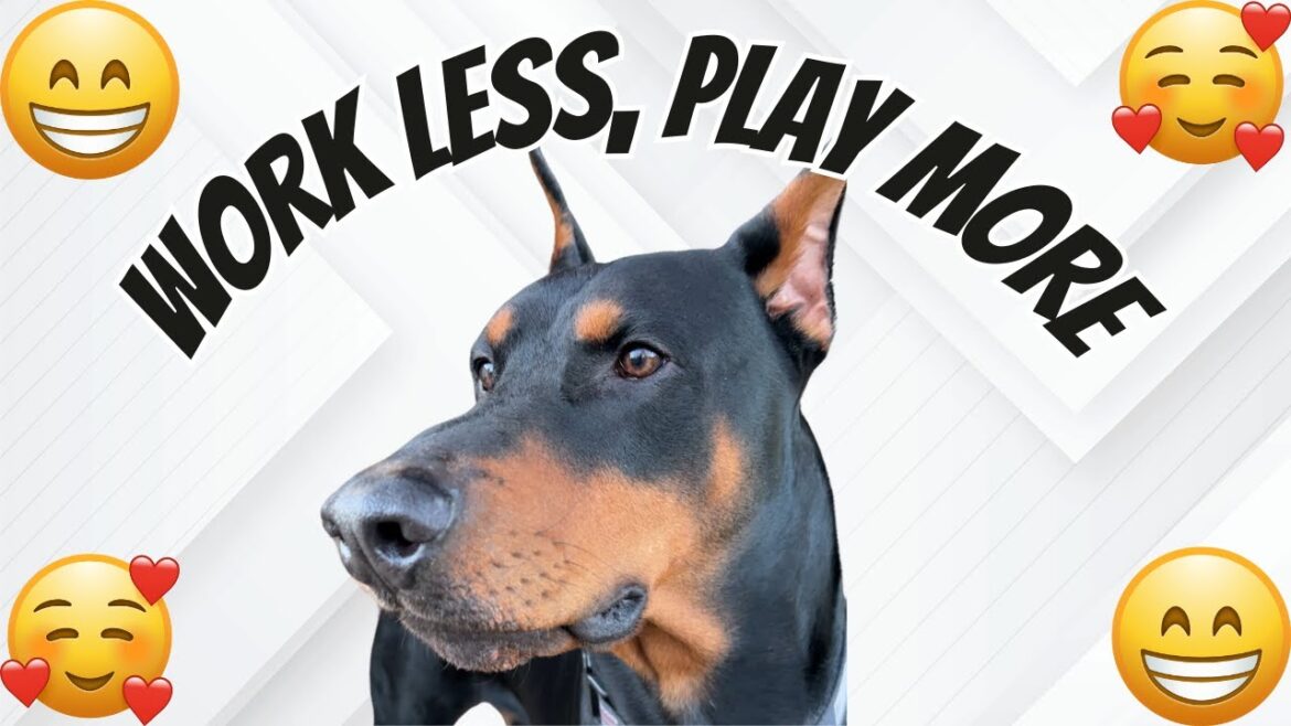 Doberman won’t let me work but I don’t mind Doberman won't let me work but I don't mind