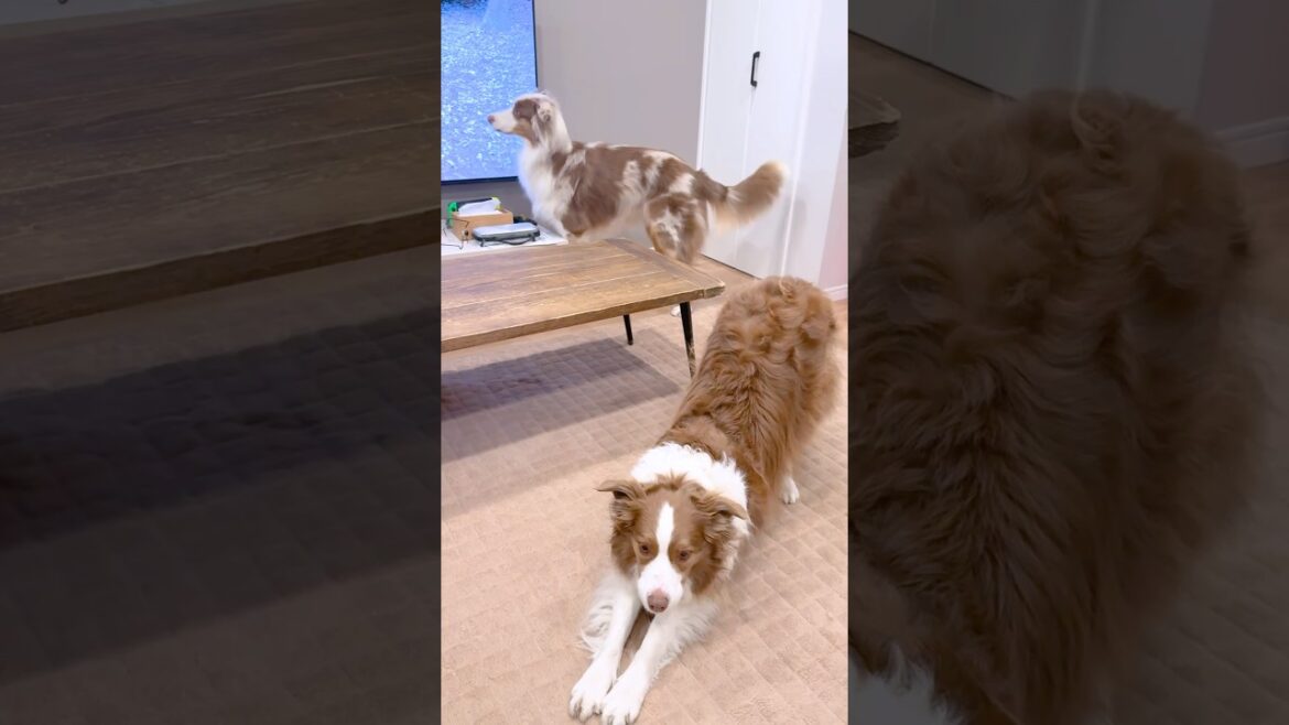 泣き叫ぶ弟犬を慰めようと姉犬がとった行動が賢すぎた!【ボーダーコリー・オーストラリアンシェパード】#shorts 泣き叫ぶ弟犬を慰めようと姉犬がとった行動が賢すぎた!【ボーダーコリー・オーストラリアンシェパード】#shorts