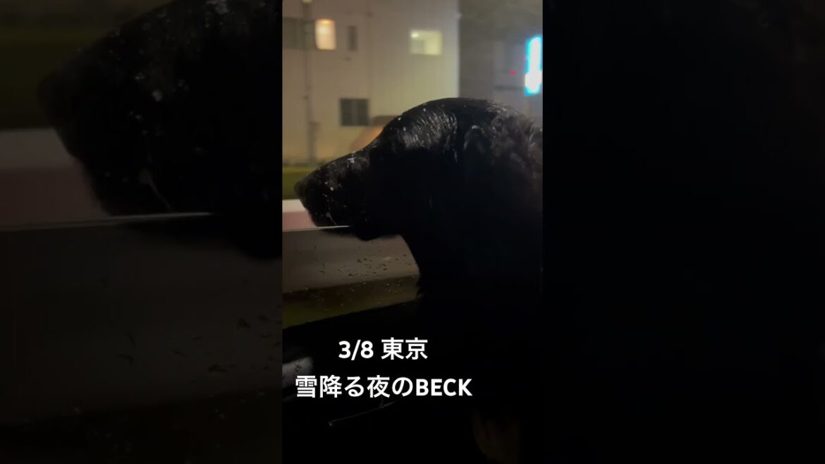 フラットコーテッドレトリバーBECK君　東京の夜に駆ける　#フラットコーテッドレトリバー #フラットコーテッドレトリーバー #フラッティ #黒犬 #大型犬