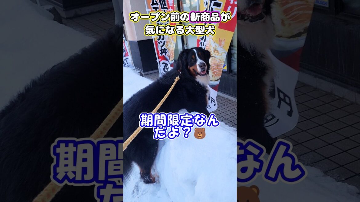 【期間限定】かつやの新商品が気になるバーニーズマウンテンドッグ #shorts #dog #bernese #funny #大型犬 #北海道 #バーニーズ #期間限定 #新商品