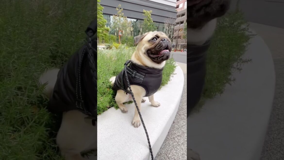 [パグ]抱っこ🐶✨ 雨だし寒いしね😅 (Give me a hug!) #shorts