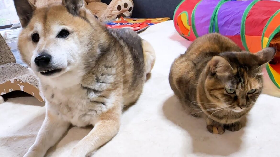 散歩から帰宅した柴犬に猫たちのお出迎えが？！その時の反応が可愛すぎました